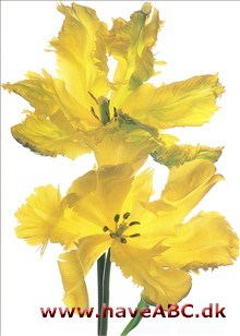 Yellow Parrot - Tulipan, Tulipa Yellow Parrot - Tulipan, Tulipa