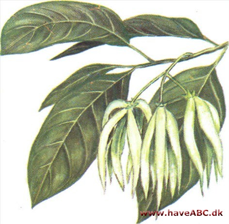 Ylang-ylang - Cananga odorata