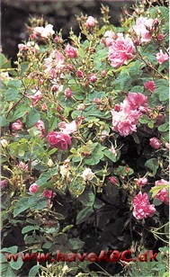 York and Lancaster Rosen, som har både røde, hvide og rødhvide blomster, kan ses som sindbillede for såvel kampene mellem slægterne York og Lancaster, som for slægternes forening gennem giftermål ...
