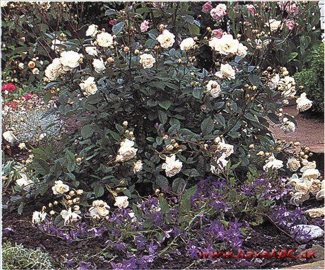 Dværgpolyantha, som trods sin liden­hed hævder sig fint i rosenbedet. Passer overalt, hvor der er brug for noget lavtvoksende ...