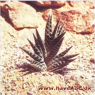 Zebra aloe - Aloe variegata