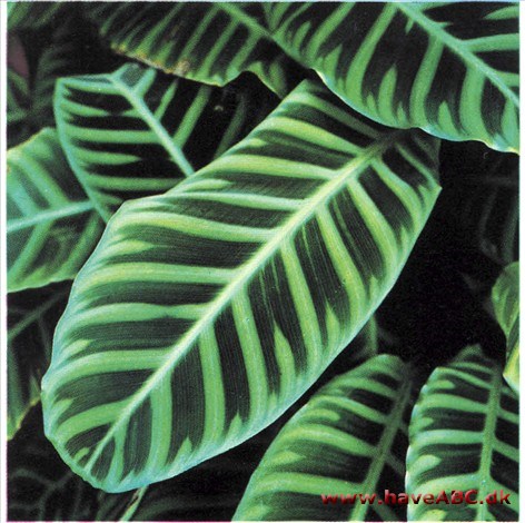 Zebrablad - Calathea zebrina Zebrablad - Calathea zebrina