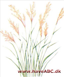 Zebragræs - Miscanthus Zebragræs - Miscanthus