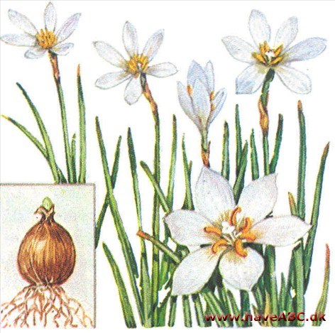 Zefyrblomst - Zephyranthes Zefyrblomst - Zephyranthes