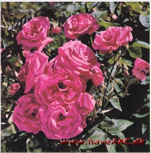 Zephirine Drouhin Zephirine Drouhin