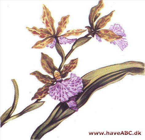 Zygopetalum - Zygopetalum mackaii Zygopetalum - Zygopetalum mackaii