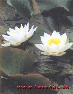 Åkande, hvid - Nymphaea alba Ses tidlig sommer - tidligt efterår; En smuk, men også meget stor åkande. En enkelt plante kan overvælde en lille dam.