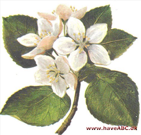 Æble - Malus sylvestris Æble - Malus sylvestris