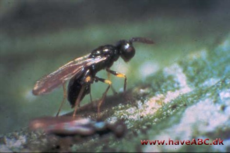 Æblehveps - Hoplocampa testudinea