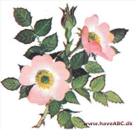 Æblerose - Rosa rubiginosa