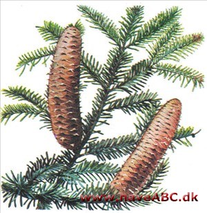 Ædelgran - Abies Ædelgran - Abies