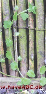 Ærenpris Vedbend - Veronica hederifolia Ses midt på foråret - tidlig sommer. Alle familier har et sort får. Blandt ærenpris er det den vedbendbladede form. De fleste ærenpris har smukke blå blomster ...