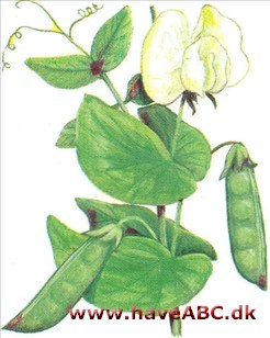Ært - Pisum Ært - Pisum