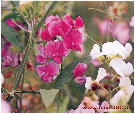 Ærteblomst - Lathyrus odoratus † Ærteblomst - Lathyrus odoratus †