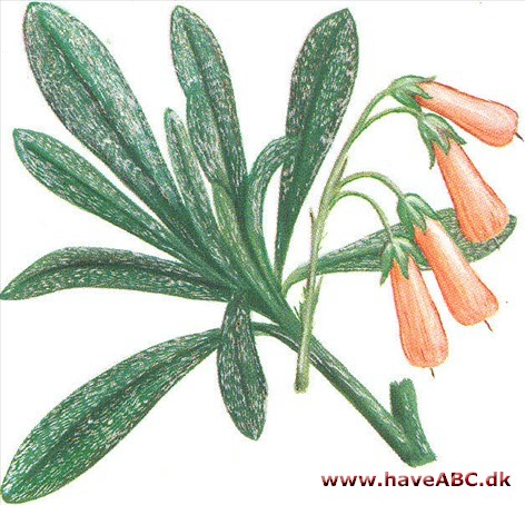 Æseltunge - Onosma albo-roseum