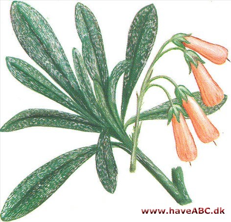 Æseltunge - Onosma albo-roseum Æseltunge - Onosma albo-roseum