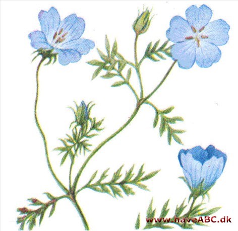 Øjeblomst - Nemophila Øjeblomst - Nemophila