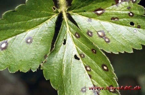 Øjenpletsyge - Ramularia tulasnei