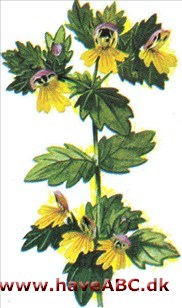 Øjentrøst - Euphrasia officinalis Øjentrøst - Euphrasia officinalis