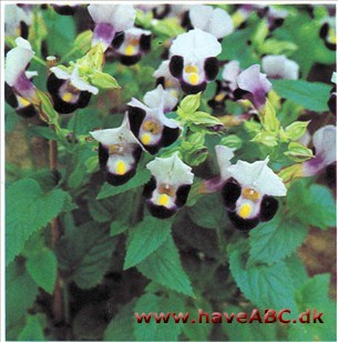 Ønskeblomst - Torenia fournieri Ønskeblomst - Torenia fournieri