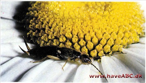 Ørentvist - Forficulidae Ørentvist - Forficulidae