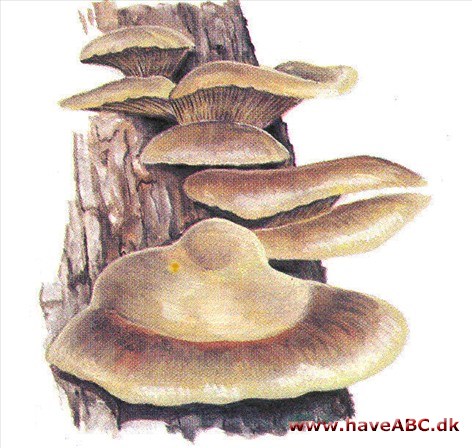 Østershat - Pleurotus ostreatus Østershat - Pleurotus ostreatus