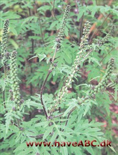 Bynkeambrosie - Ambrosia artemisifolia
