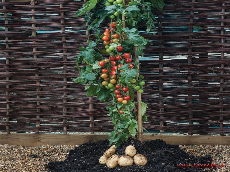 TomTato™ - Solanum lycopersicum, Solanum tuberosum Høst både tomater og kartofler fra denne unikke plante!