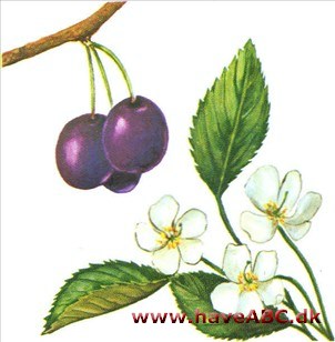 Kirsebær, søde - fugle-kirsebær - Prunus avium