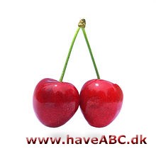 Kirsebær kan være både de lækre, sødkirsebær. Men det kan også være de sure, Surkirsebær der bruges til saft, kirsebærsauce, vin og meget andet