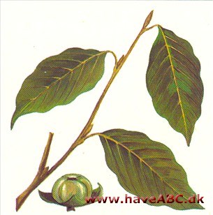 Daddelblomme - Diospyros lotus Slægten Diospyros er buske eller træer, der er kendt for sine bær og sit hårde ved. På dansk anvendes både navnene Kaki, Daddelblomme og Ibenholt