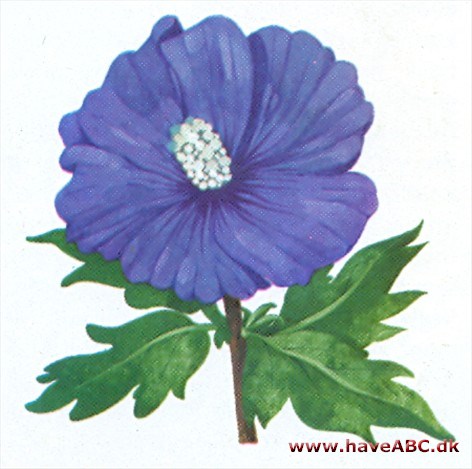 Hibiscus - Hibiscus syriacus