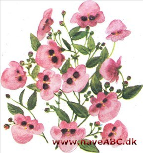 Tvillingblomst - Diascia barberae Tvillingblomst - Diascia barberae