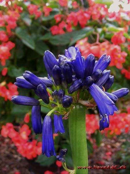 Et dejligt sidste udkald - Agapanthus Graskop - den sidste blomst på året