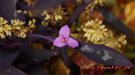 Den sarte blomst Setcreasea pallida 'Purple Heart' sæt mod Coleus Freckles. 
Jeg udfordrer dig til at vælge blot én favorit fra Cherry s fotos!