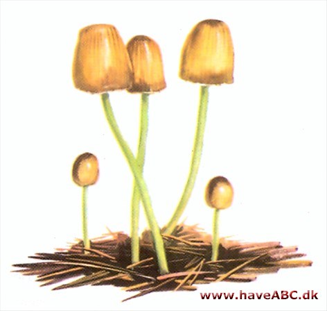 Huesvamp - Mycena Huesvamp - Mycena