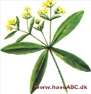 Krap - Rubia tinctorum Krap - Rubia tinctorum