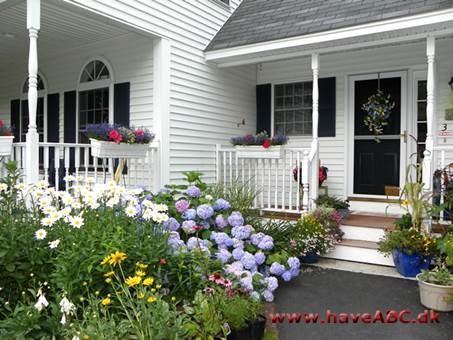 Lily's have er magisk for Hydrangeas