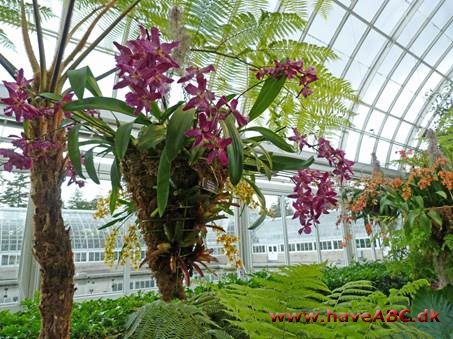 Orkide Show I New York Botanical Garden