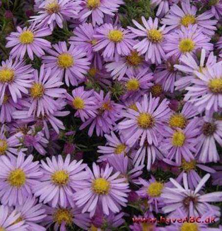 En palette af blomsterfarver 3 Got a passion for purple, a yen for yellow, or an obsession for orange? Explore your favorite color and get inspired!