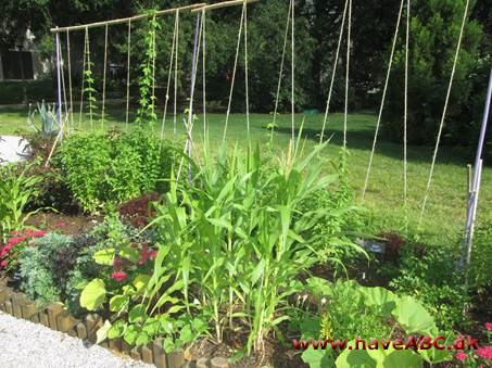 Bill's besøg i Smithsonian Victory Garden