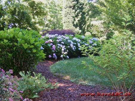 Jeff's drøm om blå hortensia i Tennessee