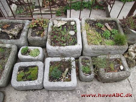 Peg deler her sine hypertufa hemmeligheder Peg deler her sine hypertufa hemmeligheder