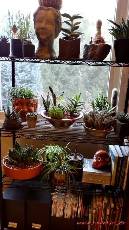 Sheila's hus in Colorado er fyldt med potteplanter