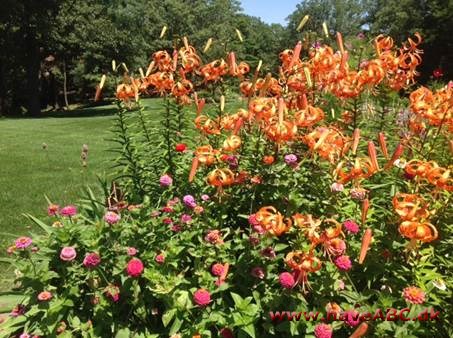 Linda Kiddoo, en landmands datter fra Taylor Ridge, Illinois Linda Kiddoo, en landmands datter fra Taylor Ridge, Illinois