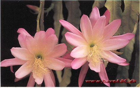 Bladkaktus - Epiphyllum Bladkaktus - Epiphyllum
