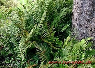 Bregner (Polypodiopsida) er en klasse af planter, som består af omkring 20.000 arter. En bregne er en karplante, som formerer sig ved hjælp af sporer