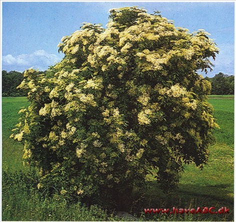 Hyld - Sambucus nigra † Hyld - Sambucus nigra †