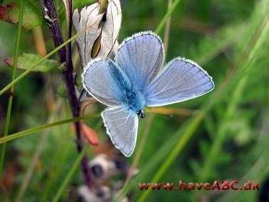 Den almindelige blåfugl er en sommerfugl i blåfuglefamilien. Den er udbredt over hele Europa, i Nordafrikas bjerge og mod øst til det østlige Asien