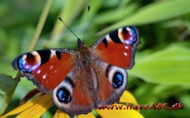 Sommerfugle - Lepidoptera 19 arter af dagsommerfugle er så almindelige og udbredte, at du kan møde demt. Se disse arter, hvis du vil lære sommerfuglene af kende. Se galleriet her